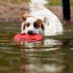 Dans ses accessoires pour chien, Maxi Zoo n’oublie pas les jouets !